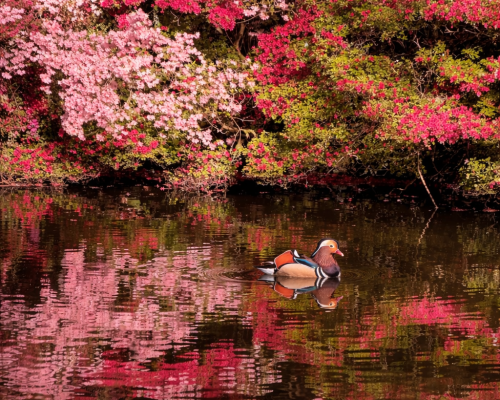 isabella plantation