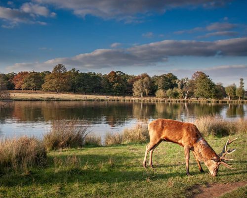 Richmond Park
